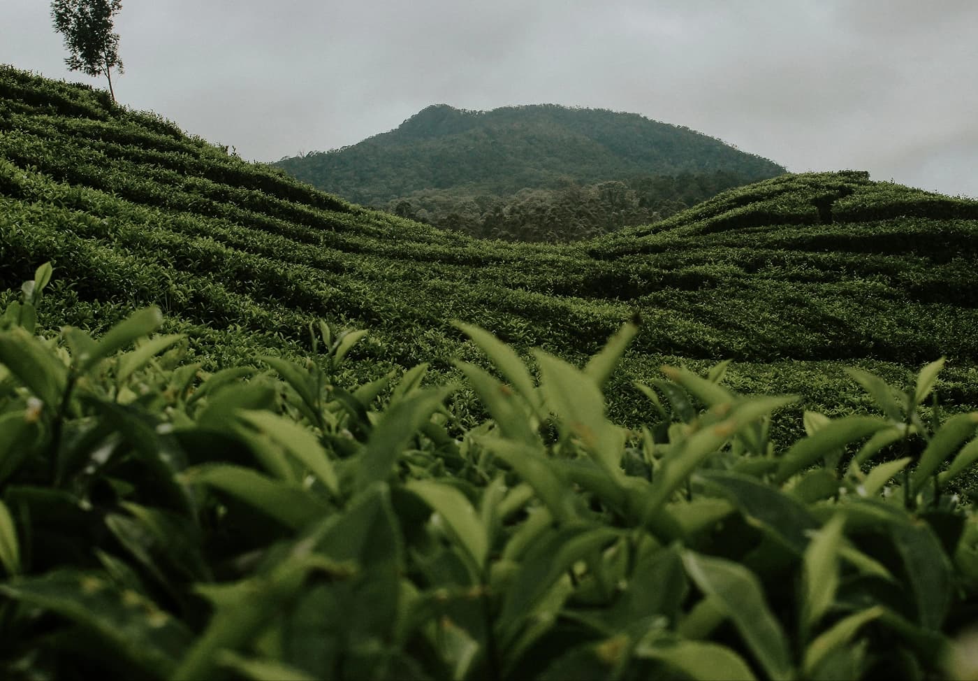 Agricultural plantation across rolling green hills