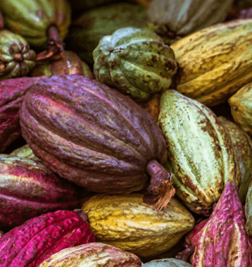 Fine aroma cacao pods close-up